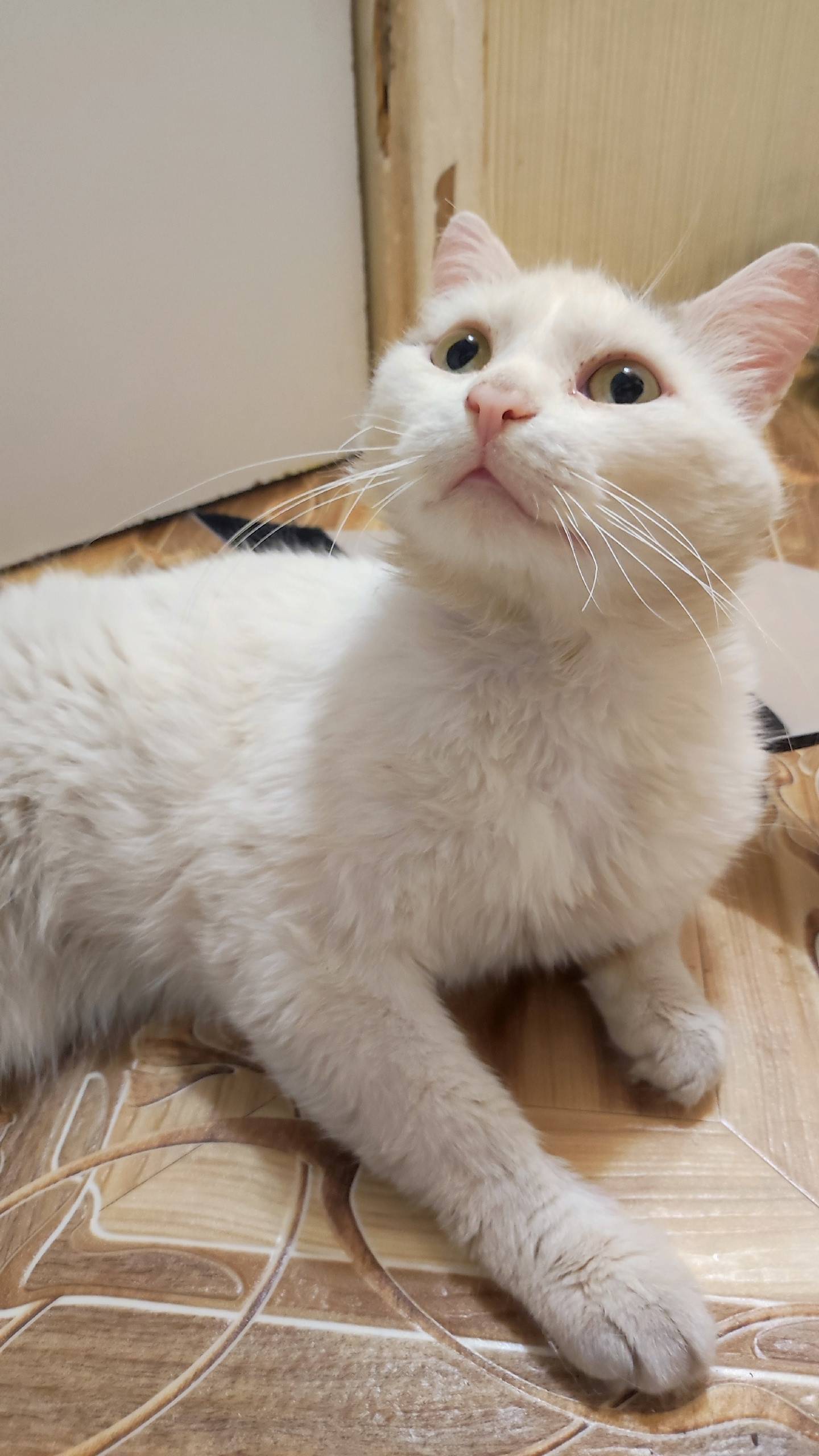 Найден кот, ЧМЗ