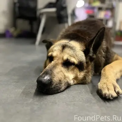 Найденна собака, Центральный парк