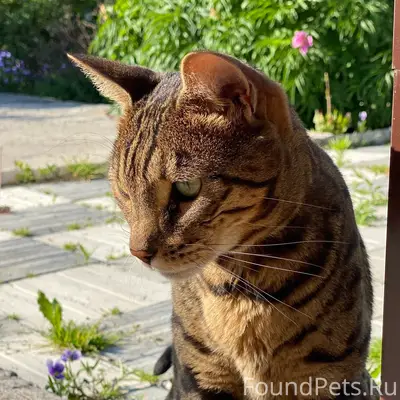 Пропал кот, СНТ Луч