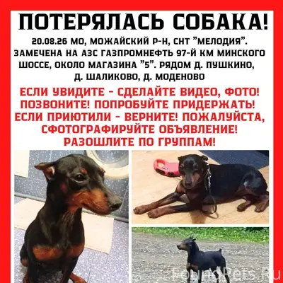 Пропала собака!