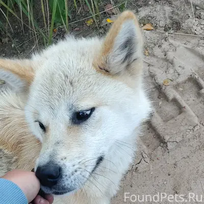 Найдена собака, Яковлево