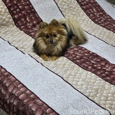 Пропала собака шпиц Буся, Южный Рудник